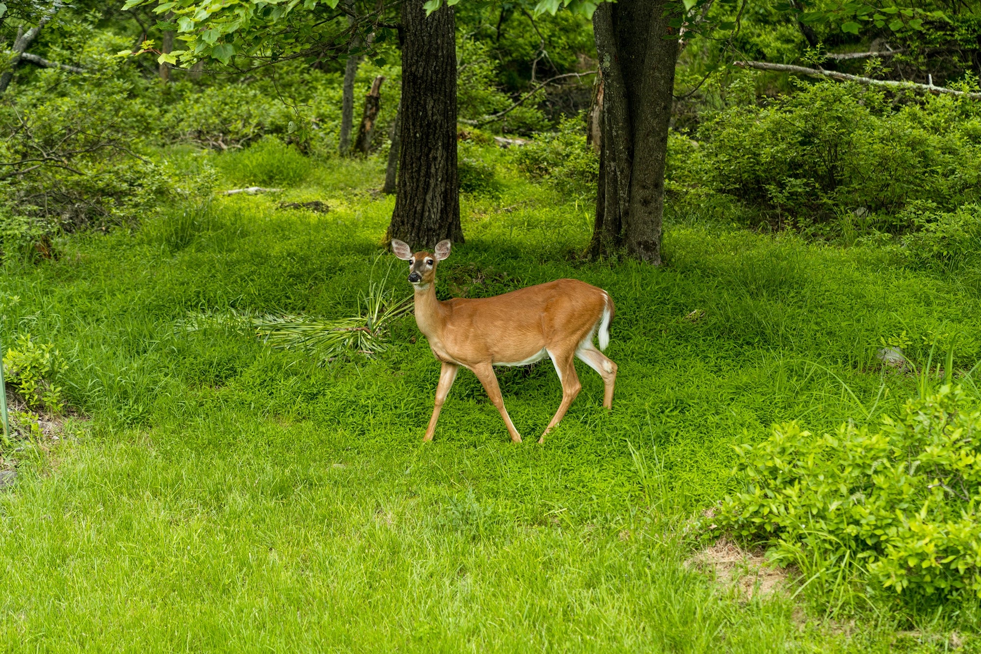 Airbnb Photography: Rustic‑Contemporary Pocono Retreat, PA